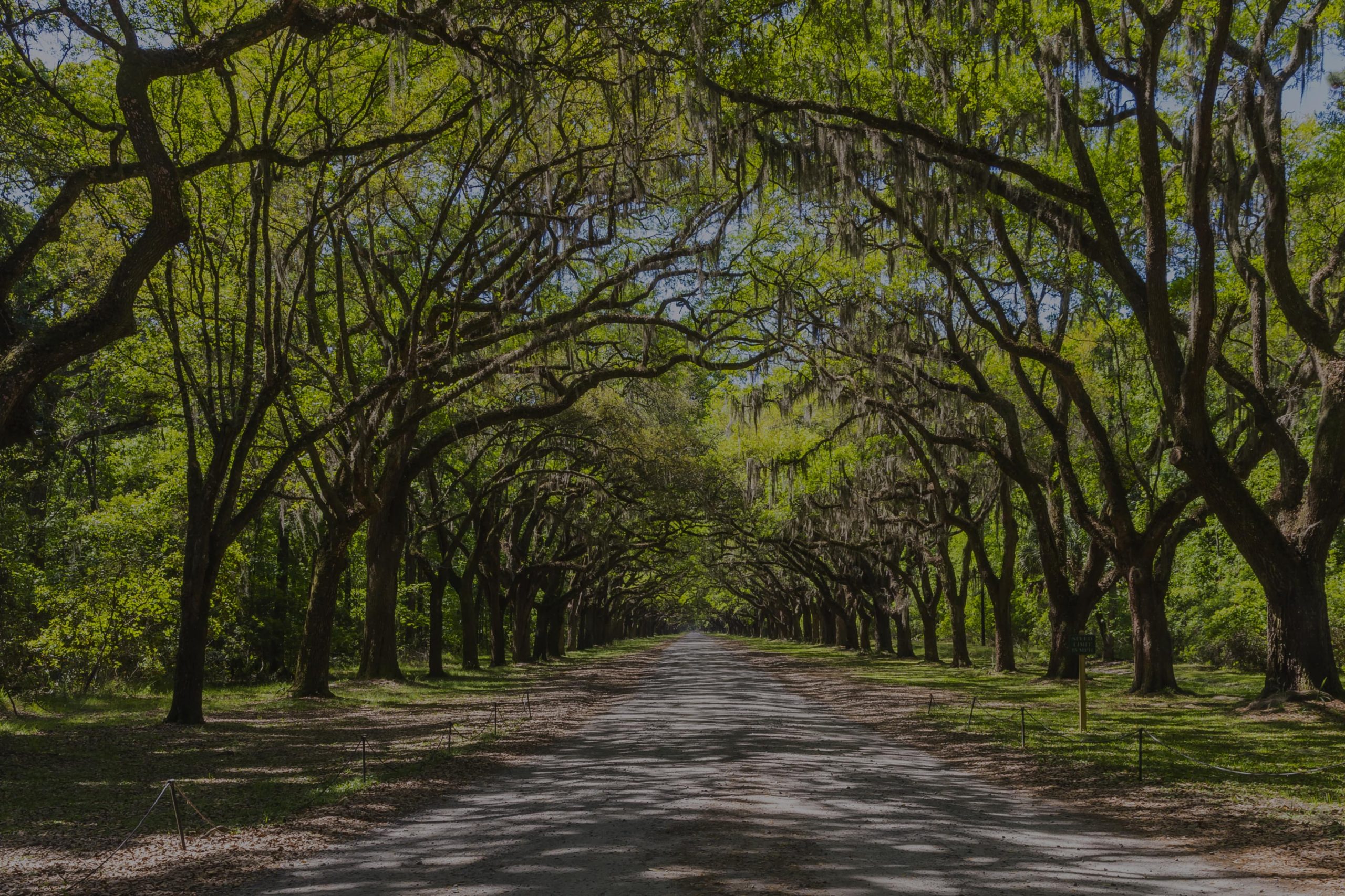 Long road lined with ancient live oak trees draped in spanish moss